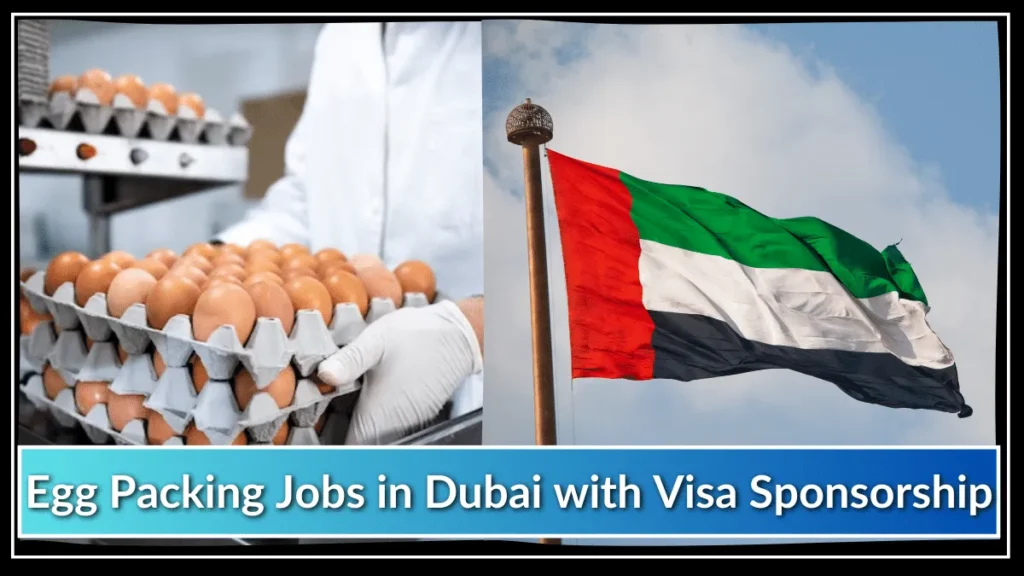 Egg Packing Jobs in Dubai with Visa Sponsorship