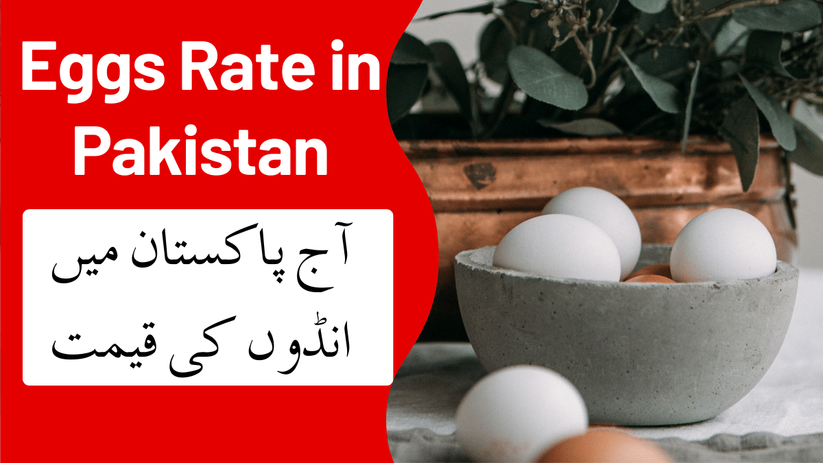 Egg Rate in Pakistan 1 Dozen Egg Price in Pakistan 2024