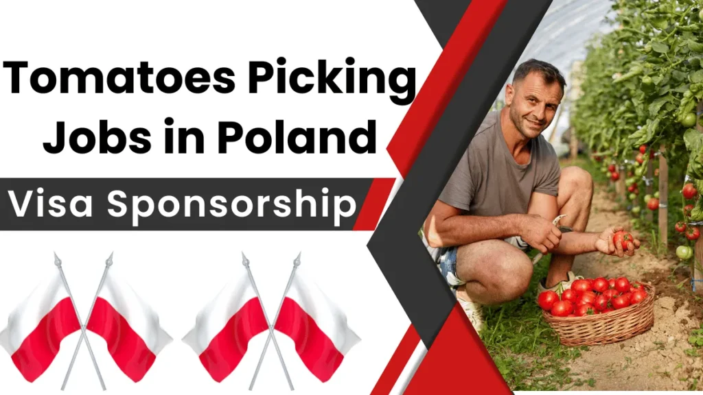 Tomatoes Picking Jobs in Poland with Visa Sponsorship